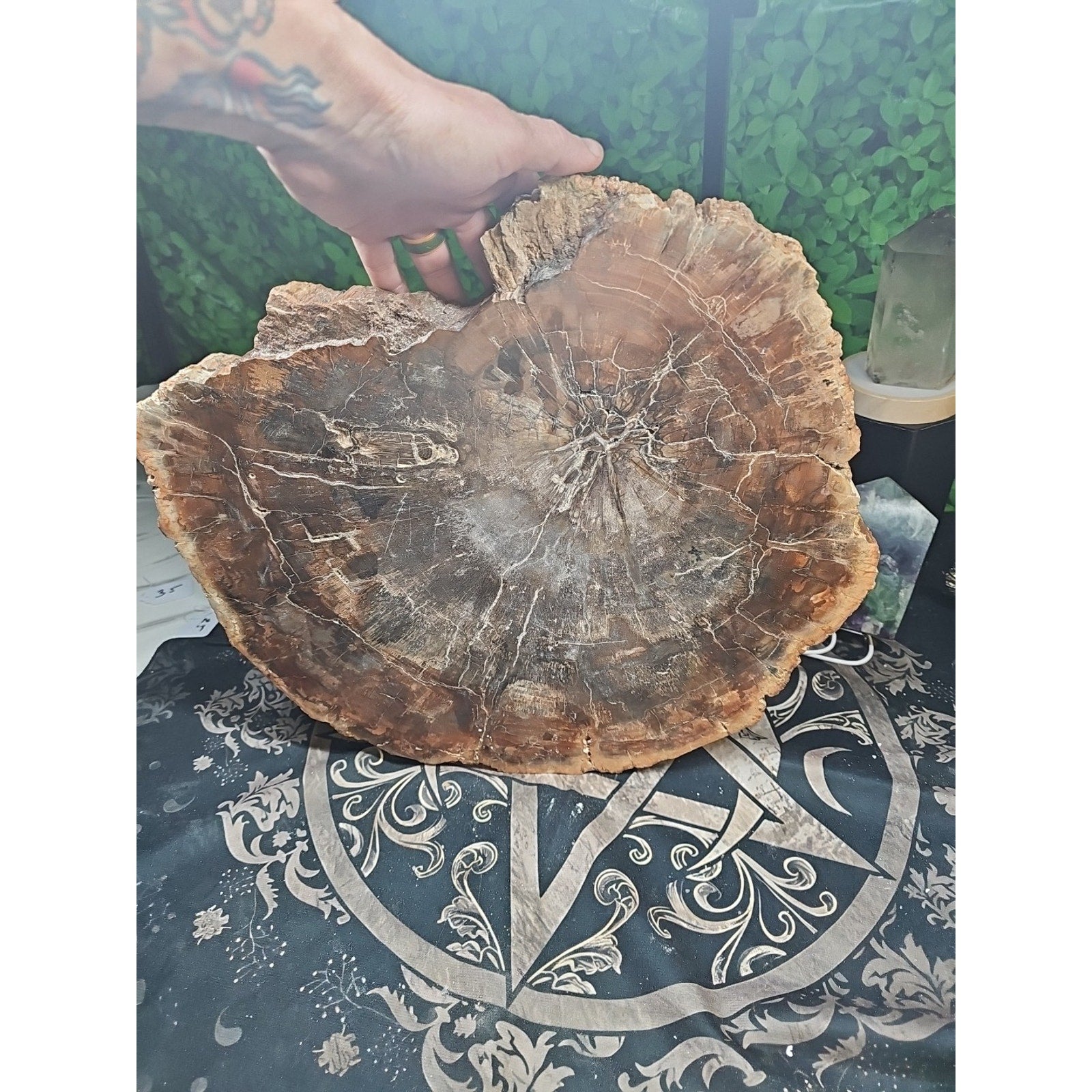 27.3 lb Fossil Wood Quartz Hedgehog Sculpture — Artisan Mineral Statement Piece | CrystalCloud Company
