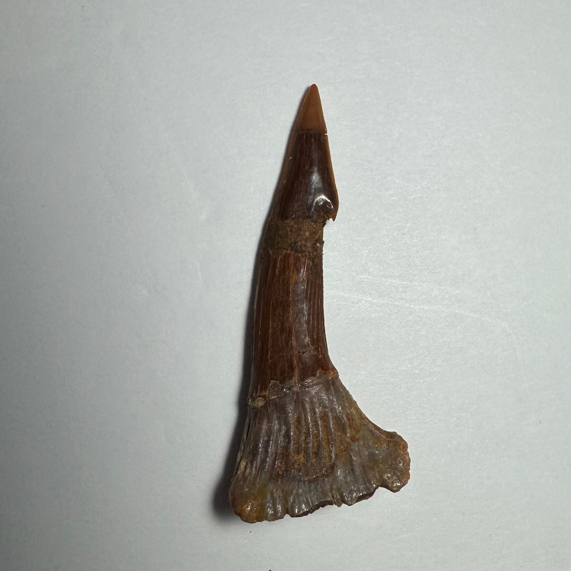 Onchopristis Barb/Tooth (MD) | Fossils | Wiccan Center