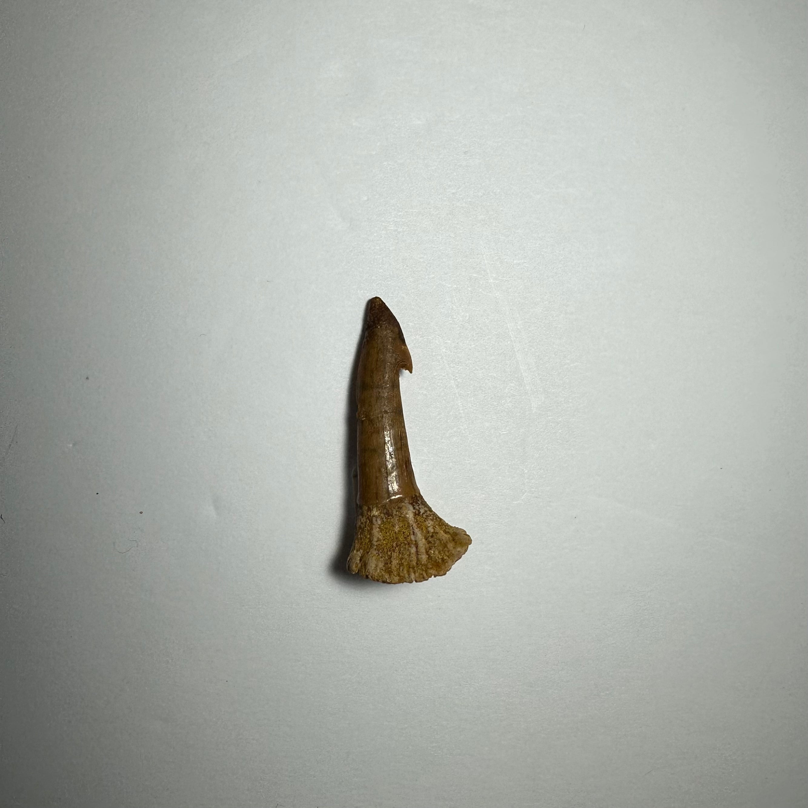 Onchopristis Barb/Tooth (SM) from Morocco | Fossils | Wiccan Center