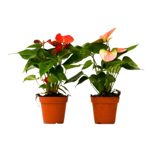 2 Anthurium Variety Pack - 4" Pots | 4" Plant (2pk/$3.5) ($10 Ship/31oz) | Wiccan Center