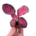 Calathea 'Purple Rose' | Indoor Plants | Wiccan Center