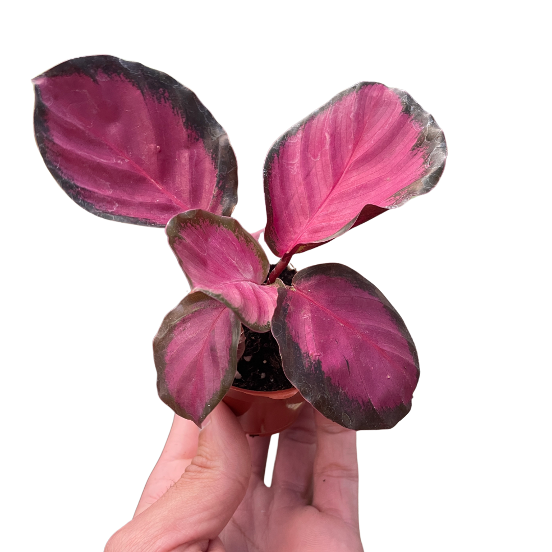 Calathea 'Purple Rose' | Indoor Plants | Wiccan Center