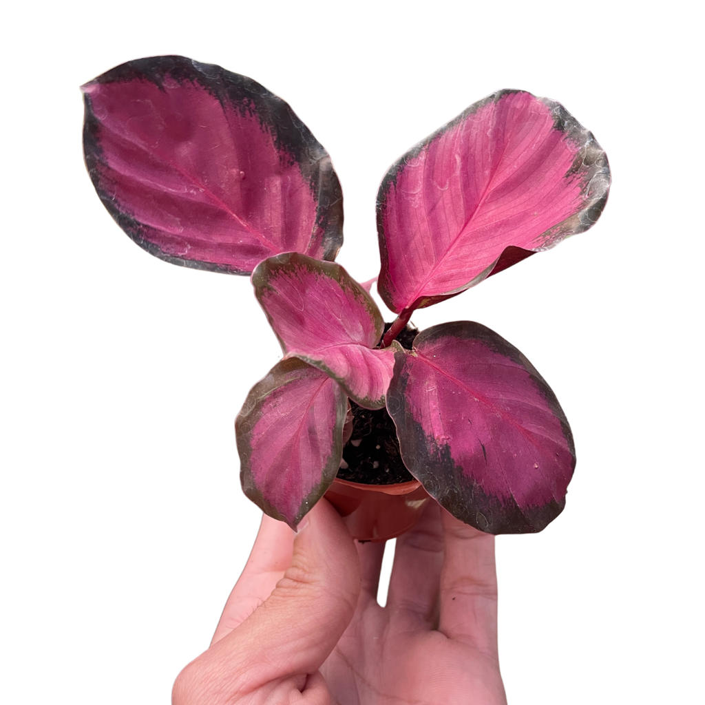 Calathea 'Purple Rose' | Indoor Plants | Wiccan Center