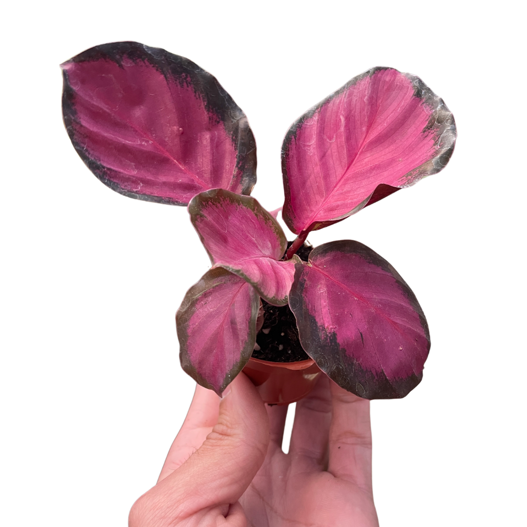 Calathea 'Purple Rose' | Indoor Plants | Wiccan Center