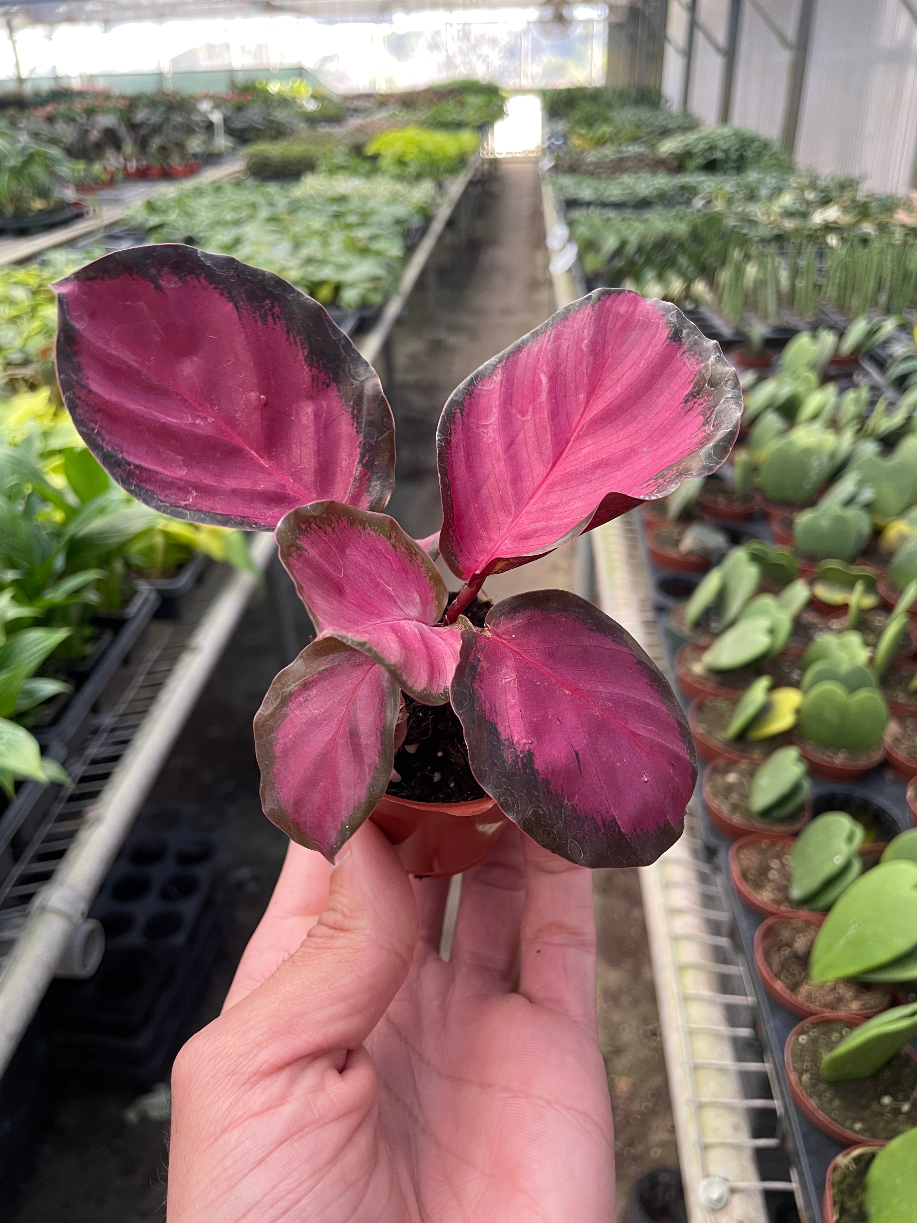 Calathea 'Purple Rose' | Indoor Plants | Wiccan Center