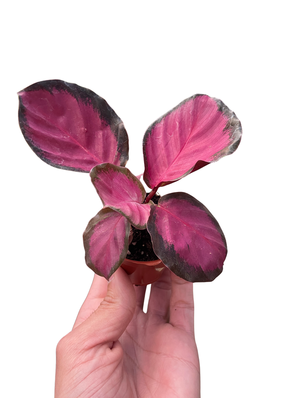 Calathea 'Purple Rose' | Indoor Plants | Wiccan Center