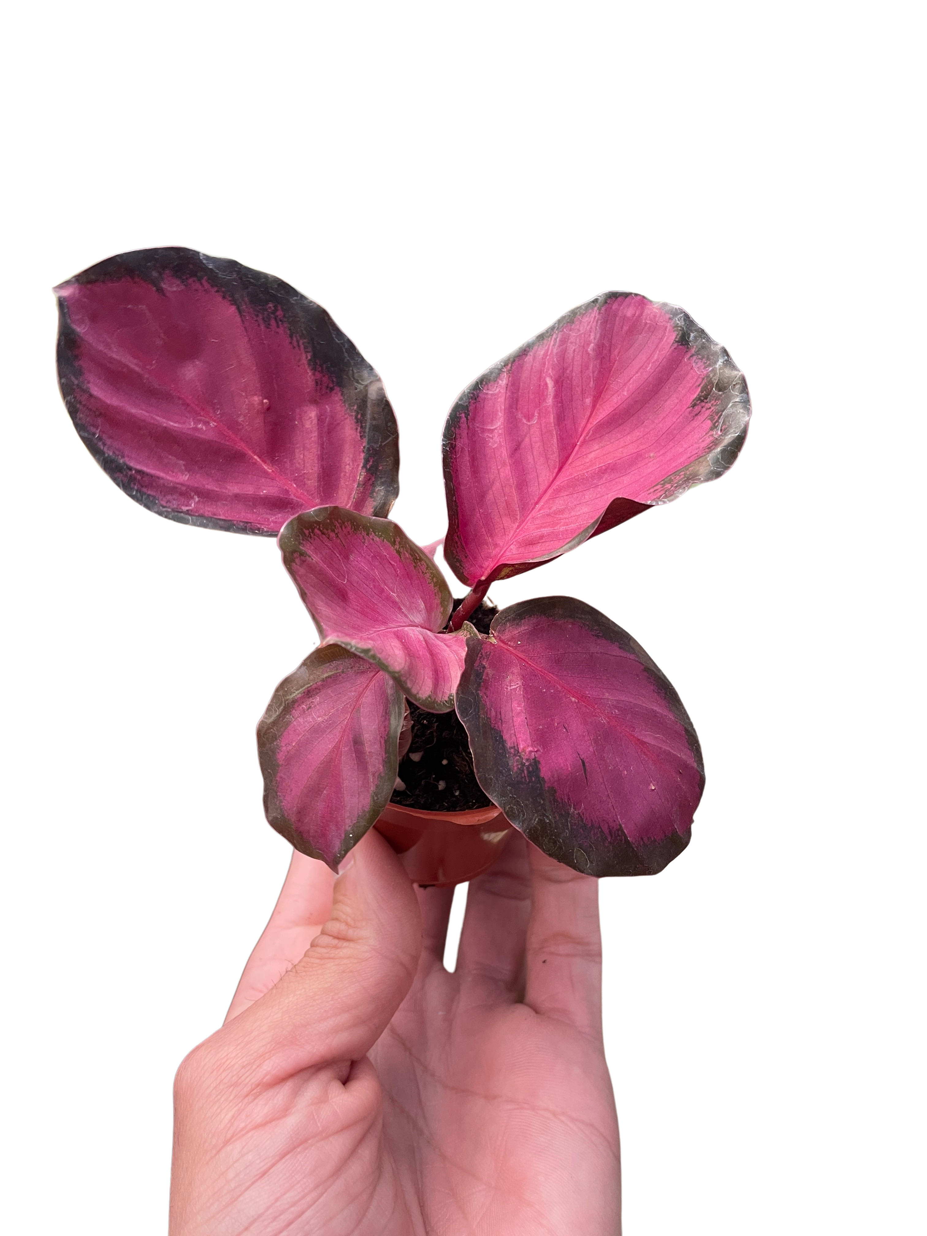 Calathea 'Purple Rose' | Indoor Plants | Wiccan Center
