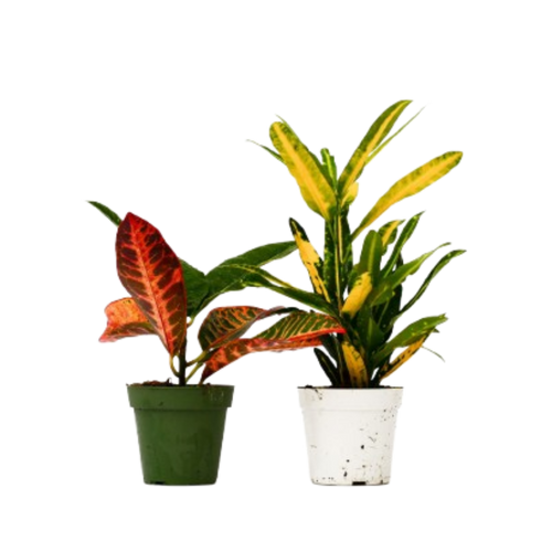 2 Croton Variety Pack - 4" Pot | 4" Plant (2pk/$2) ($10 Ship/31oz) | Wiccan Center