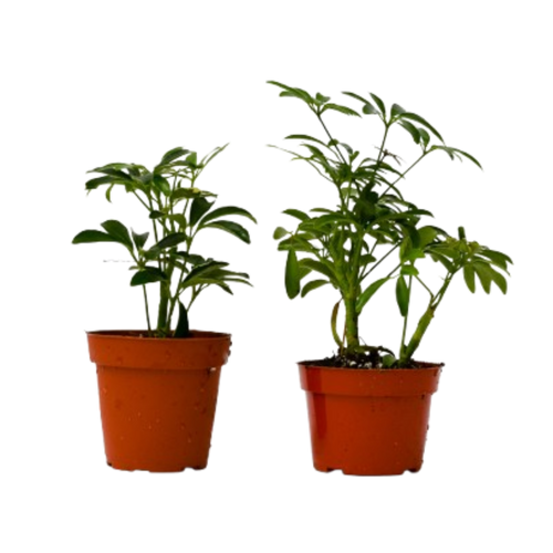2 Different Schefflera Plants Variety Pack - 4" Pot | 4" Plant (2pk/$2) ($10 Ship/31oz) | Wiccan Center