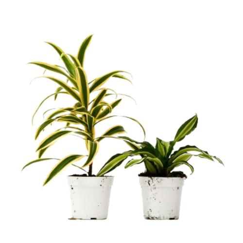 2 Dracaena Variety Pack - 4" Pot | 4" Plant (2pk/$2) ($10 Ship/31oz) | Wiccan Center