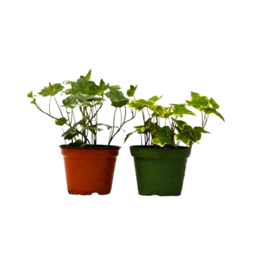 2 English Ivy Variety Pack - 4" Pot | 4" Plant (2pk/$2) ($10 Ship/31oz) | Wiccan Center