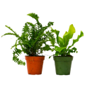 2 Fern Variety Pack - 4" Pot | 4" Plant (2pk/$2) ($10 Ship/31oz) | Wiccan Center