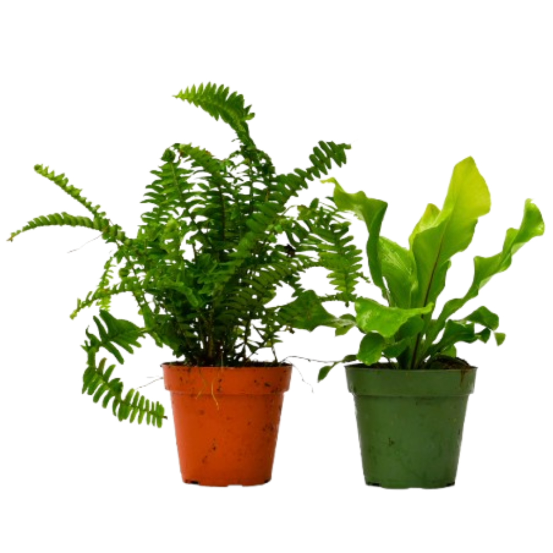 2 Fern Variety Pack - 4" Pot | 4" Plant (2pk/$2) ($10 Ship/31oz) | Wiccan Center