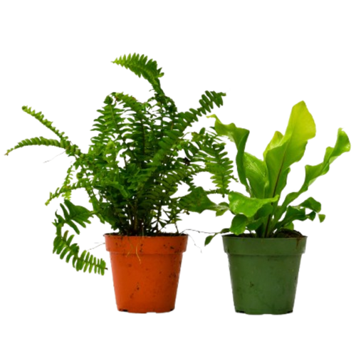 2 Fern Variety Pack - 4" Pot | 4" Plant (2pk/$2) ($10 Ship/31oz) | Wiccan Center