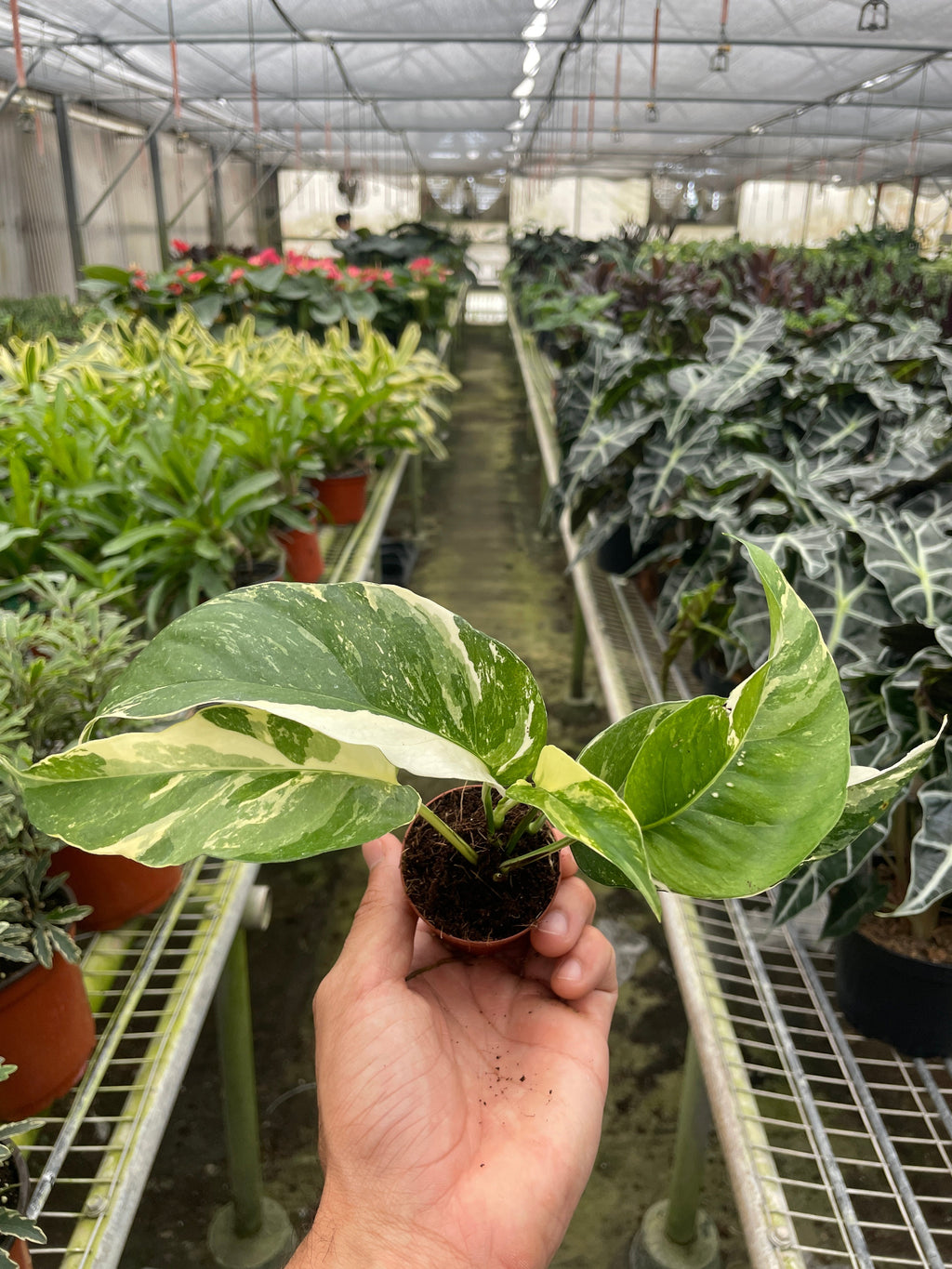 Pothos 'Albo Variegata' | | Wiccan Center