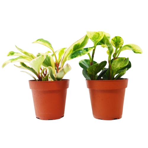 2 Peperomia Plants Variety Pack in 4" Pots - Baby Rubber Plants | 4" Plant (2pk/$2) ($10 Ship/31oz) | Wiccan Center