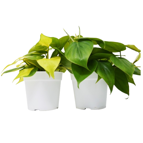 2 Philodendron Variety Pack - 4" Pots | 4" Plant (2pk/$2) ($10 Ship/31oz) | Wiccan Center