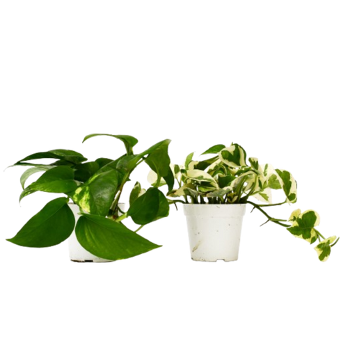 2 Pothos Variety Pack - 4" Pot | 4" Plant (2pk/$2) ($10 Ship/31oz) | Wiccan Center