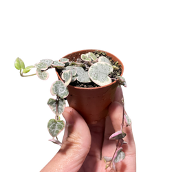 String of Hearts Variegated | | Wiccan Center