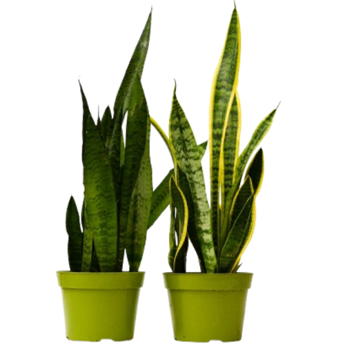 2 Snake (Sansevieria) Plant Variety Pack - 6" Pot | 6" Plant (2pk/$4.5) ($15 Ship/63oz) | Wiccan Center