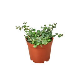 Peperomia Prostrata 'String of Turtles' | | Wiccan Center