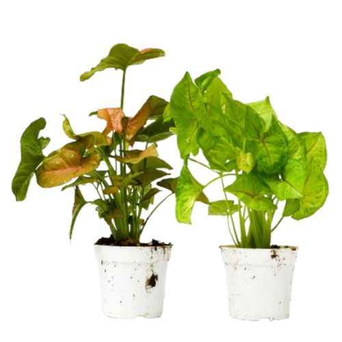 2 Syngonium Variety (Arrowhead Plant) / 4" Pot / Live Plant | 4" Plant (2pk/$2) ($10 Ship/31oz) | Wiccan Center