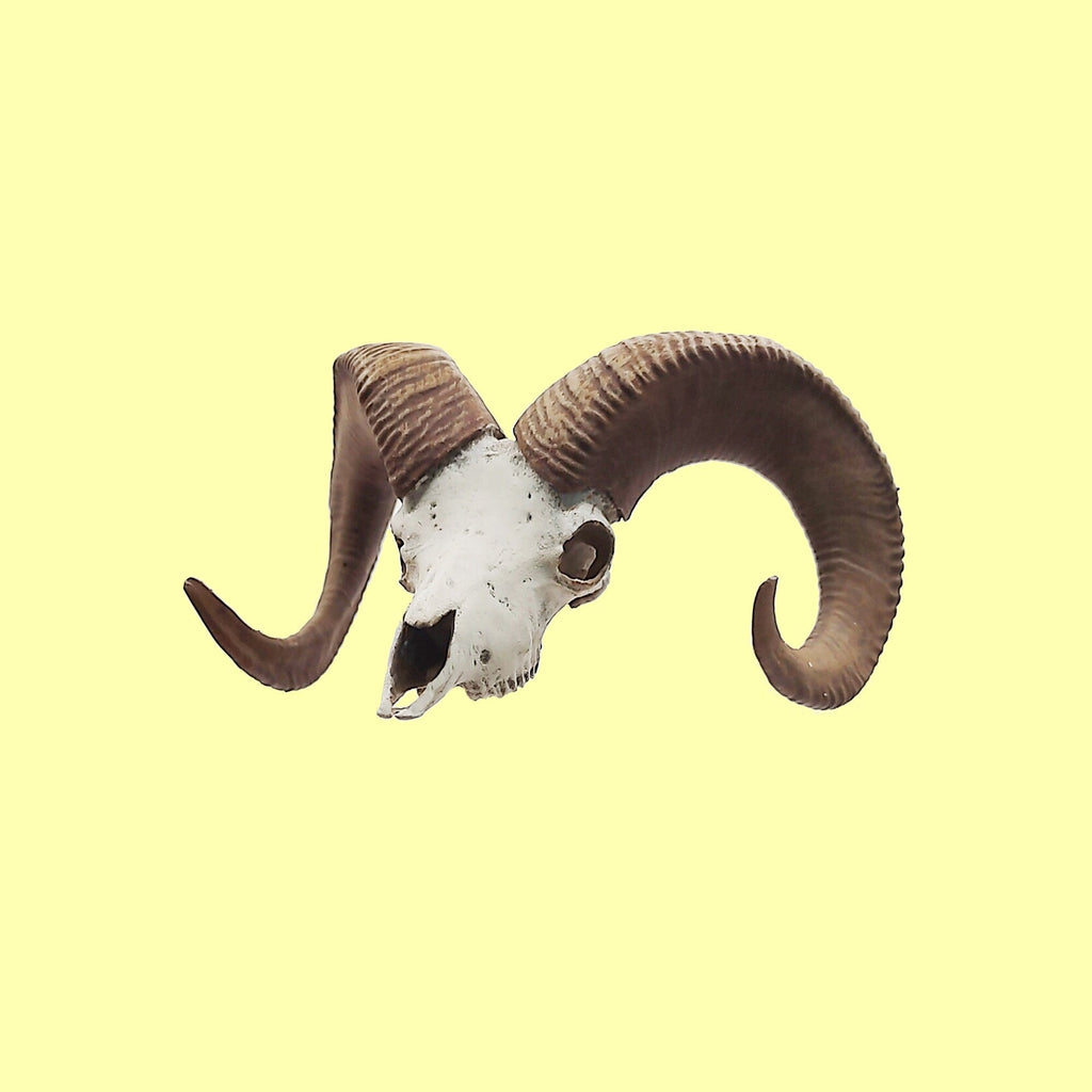 Big horn sheep skull replica (Field Bones #82: North America) 1:12 scale miniature cranium with horns for use with dioramas, action figures, dollhouses, horror. (1 skull) | Skull | Wiccan Center