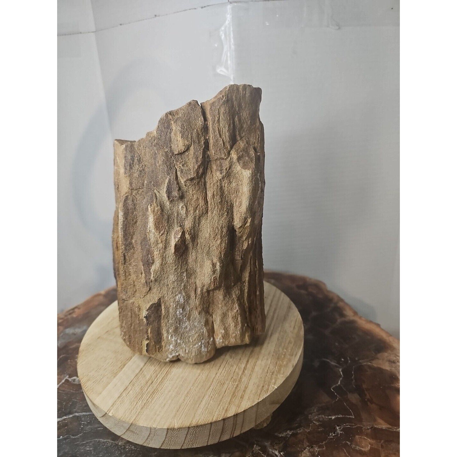 Texas Petrified Wood Raw Mineral Specimen with Stand — Grounding & Ancient Earth Energy | CrystalCloud Company