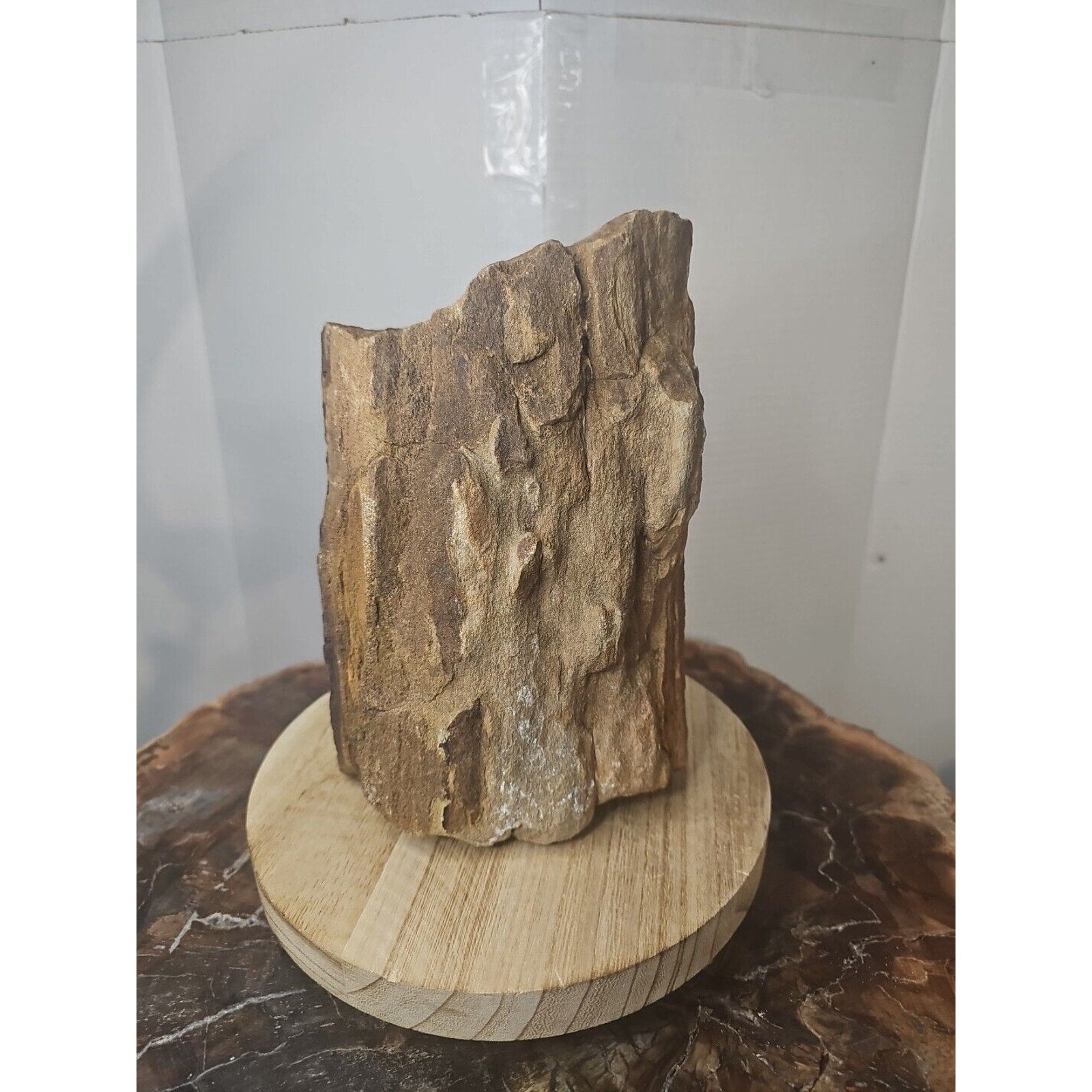 Texas Petrified Wood Raw Mineral Specimen with Stand — Grounding & Ancient Earth Energy | CrystalCloud Company