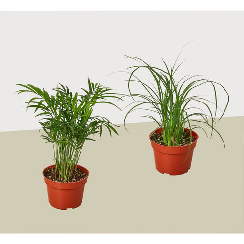 2 Palm Variety Pack / 4" Pots / Live Plant / House Plant | 4" Plant (2pk/$2) ($10 Ship/31oz) | Wiccan Center