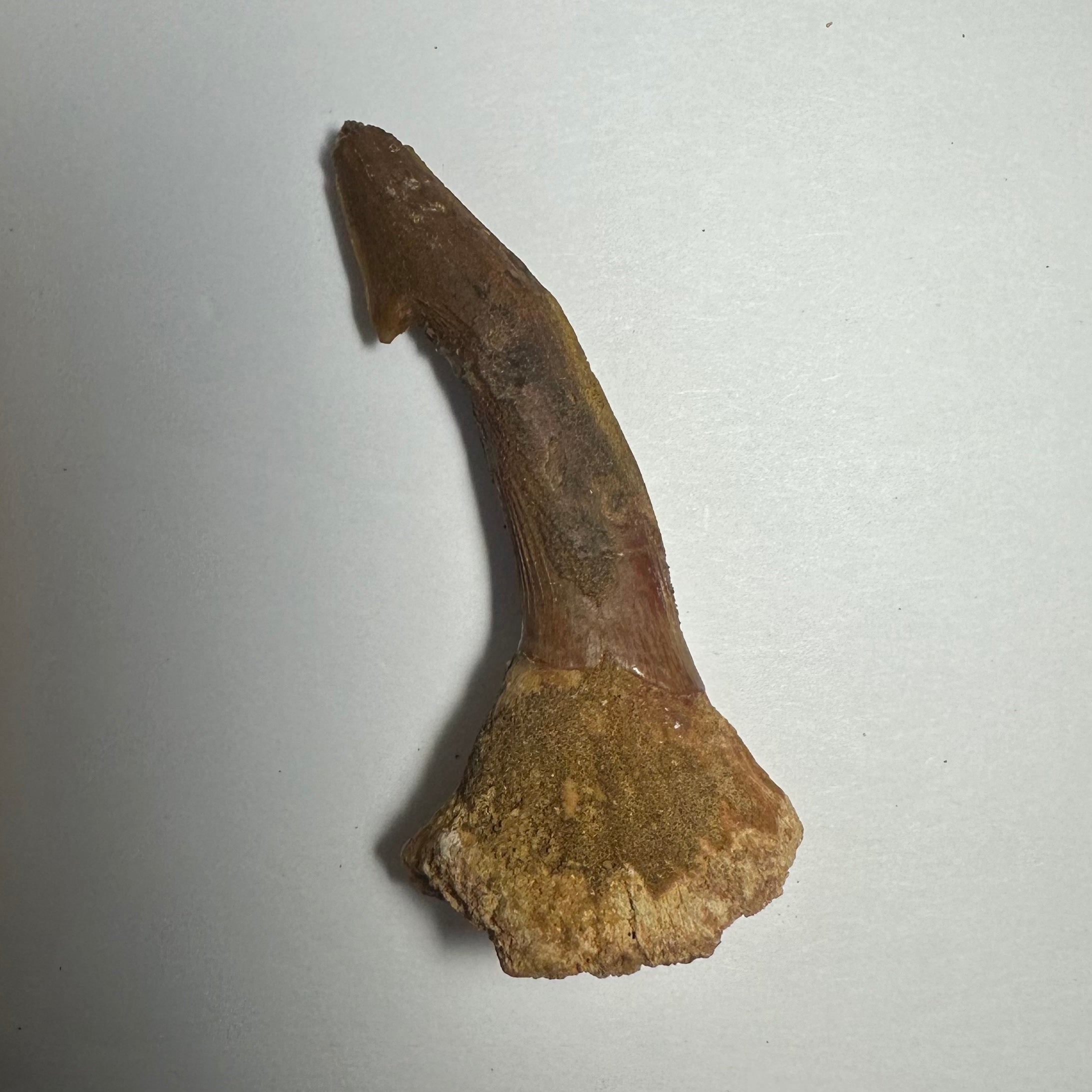 Onchopristis Barb/Tooth (MD) | Fossils | Wiccan Center