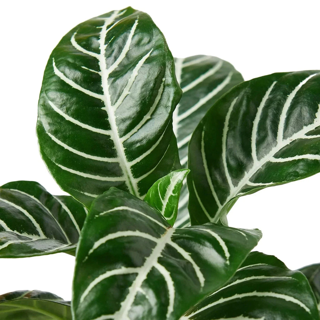 Zebra 'Aphelandra' | Indoor Plants | Wiccan Center