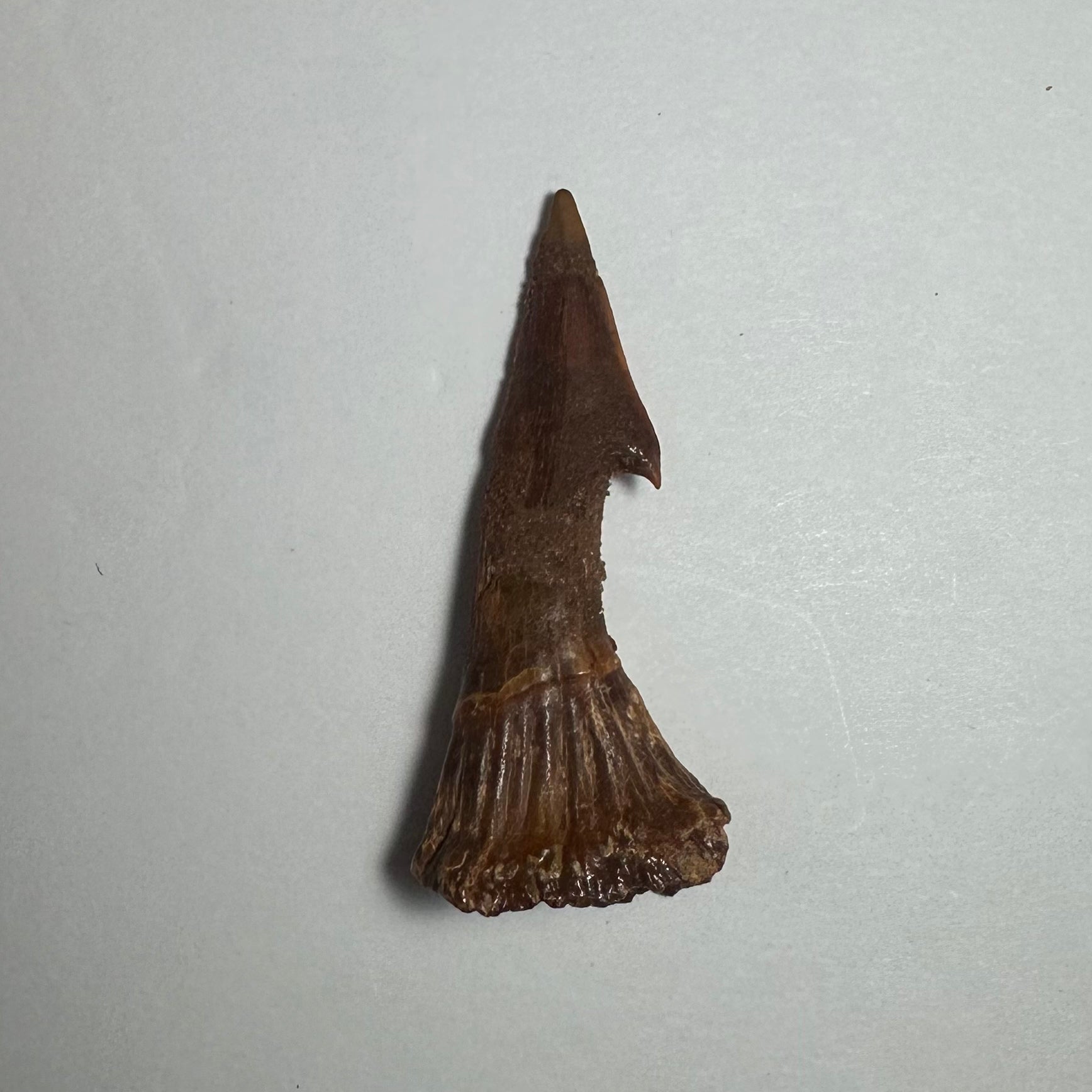 Onchopristis Barb/Tooth (MD) | Fossils | Wiccan Center