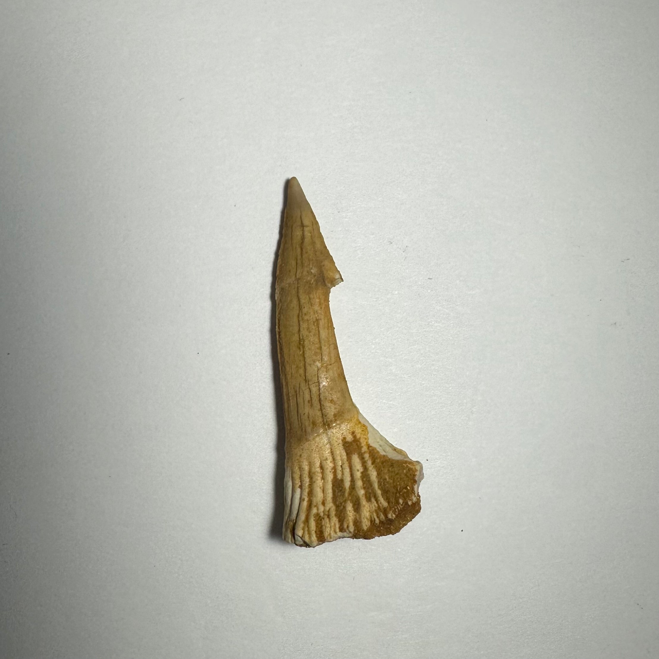 Onchopristis Barb/Tooth (MD) | Fossils | Wiccan Center