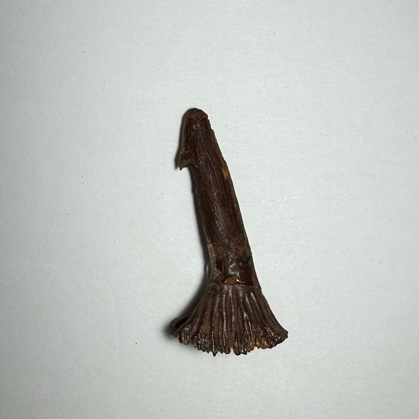 Onchopristis Barb/Tooth (MD) | Fossils | Wiccan Center