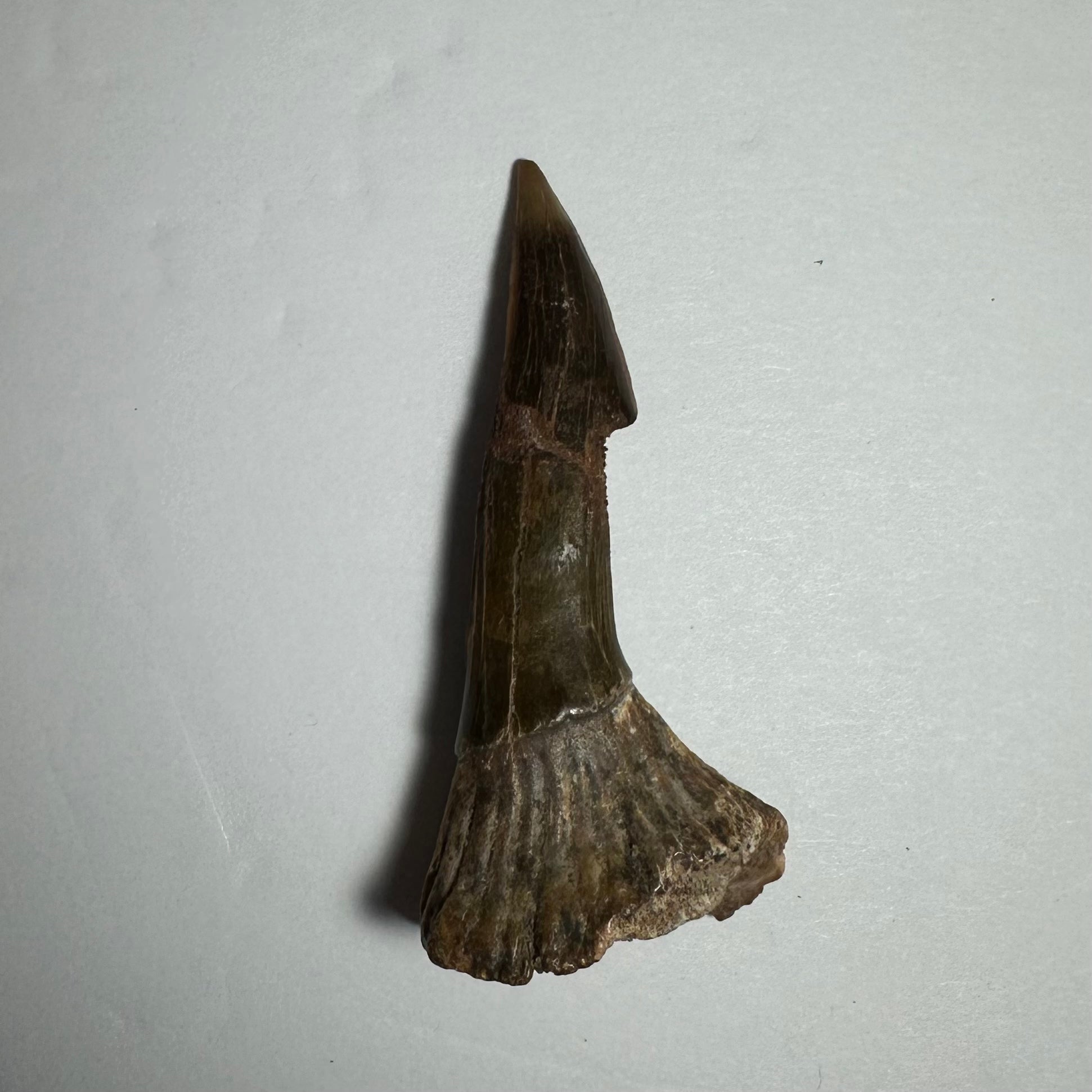 Onchopristis Barb/Tooth (MD) | Fossils | Wiccan Center
