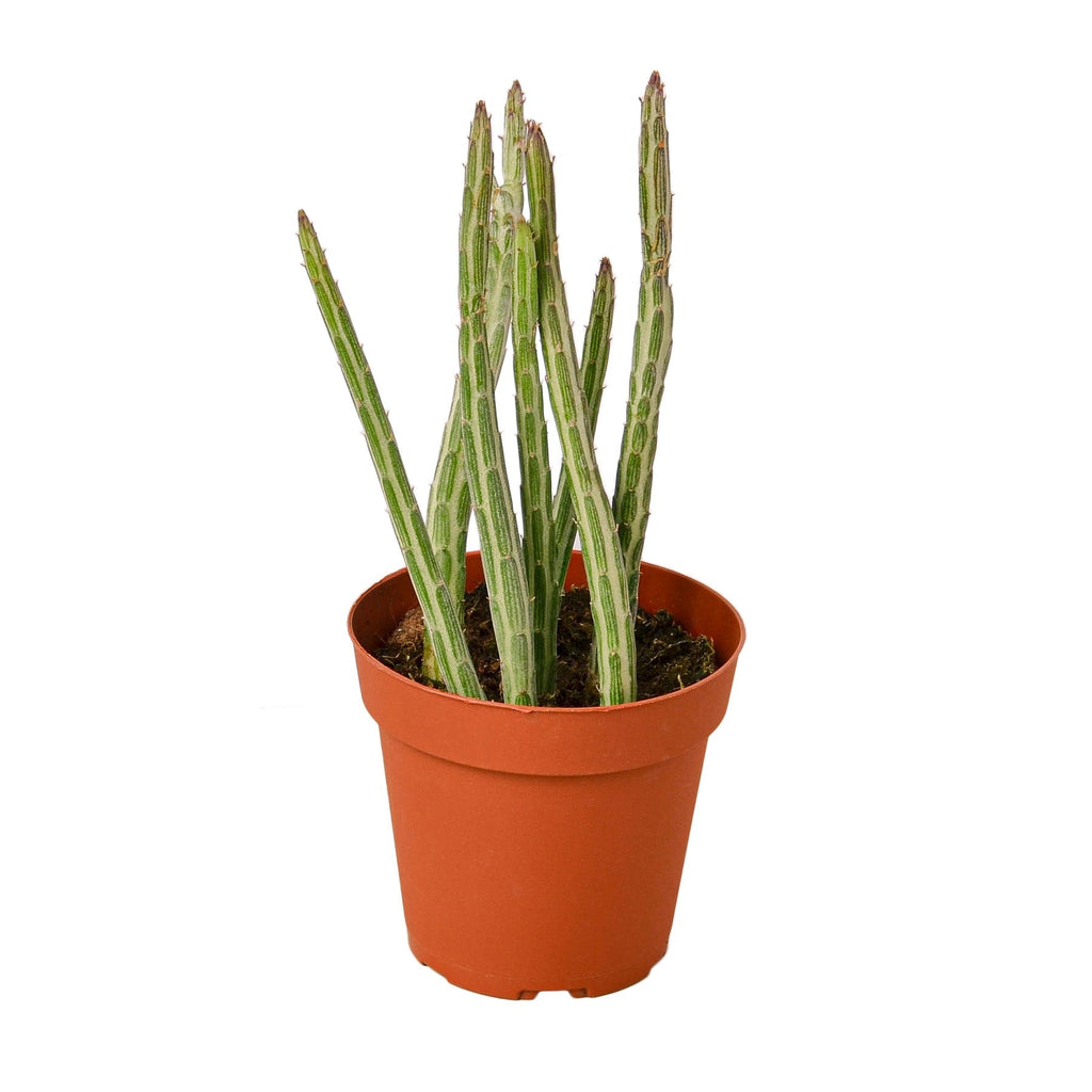 Senecio Stapeliiformis Pickle Plant | 4" Plant | Wiccan Center