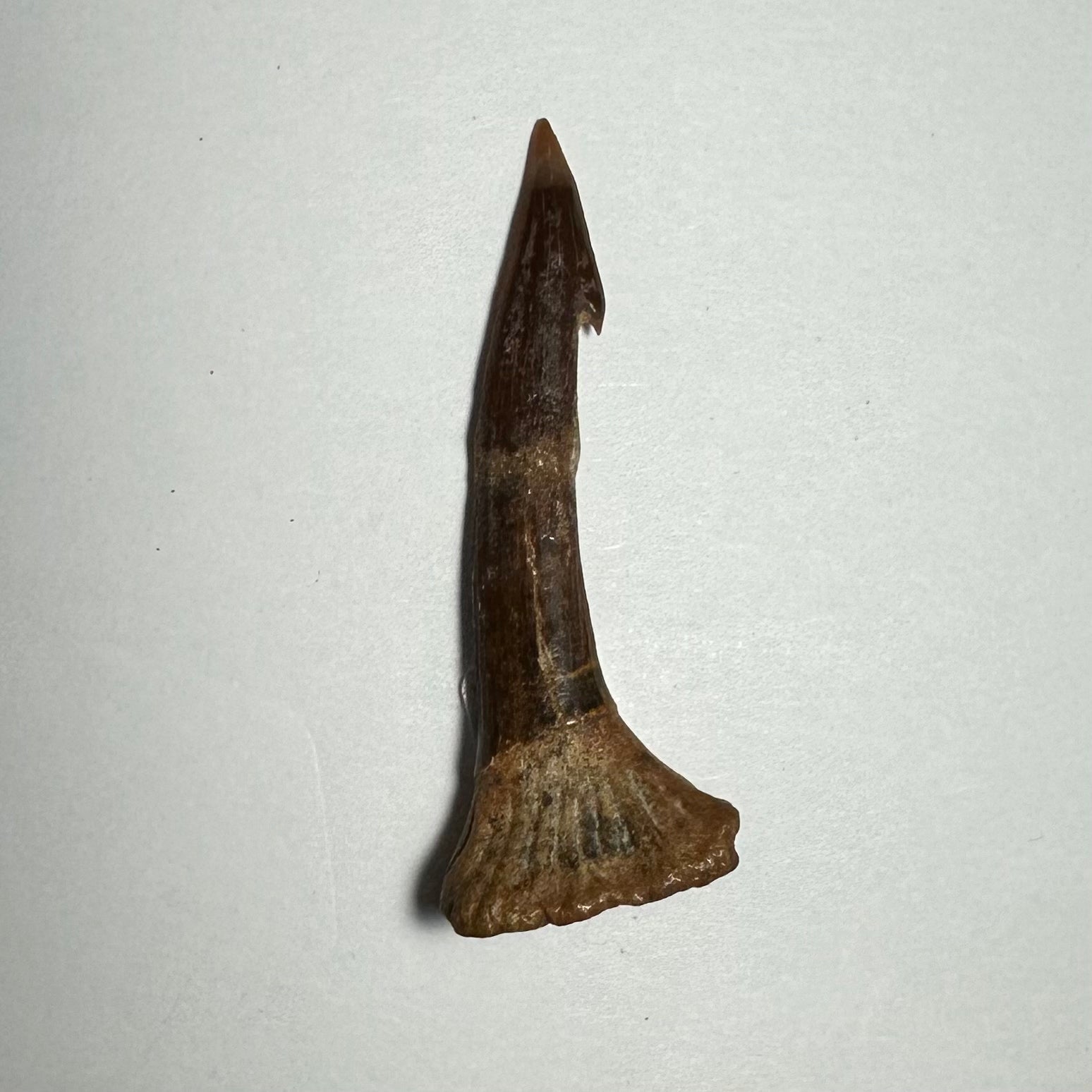 Onchopristis Barb/Tooth (MD) | Fossils | Wiccan Center