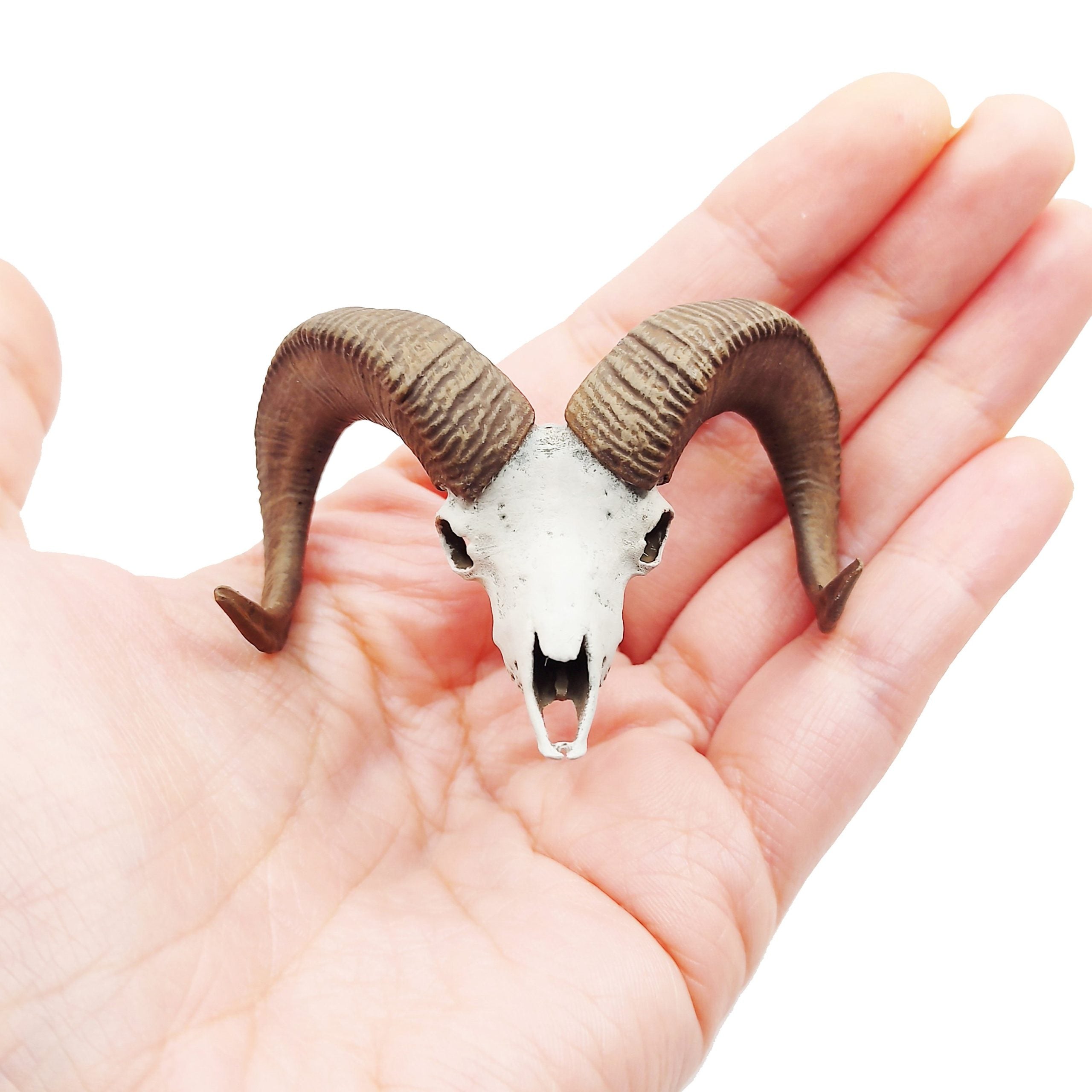 Big horn sheep skull replica (Field Bones #82: North America) 1:12 scale miniature cranium with horns for use with dioramas, action figures, dollhouses, horror. (1 skull) | Skull | Wiccan Center