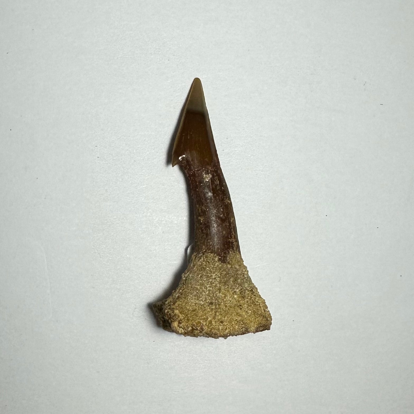 Onchopristis Barb/Tooth (MD) | Fossils | Wiccan Center