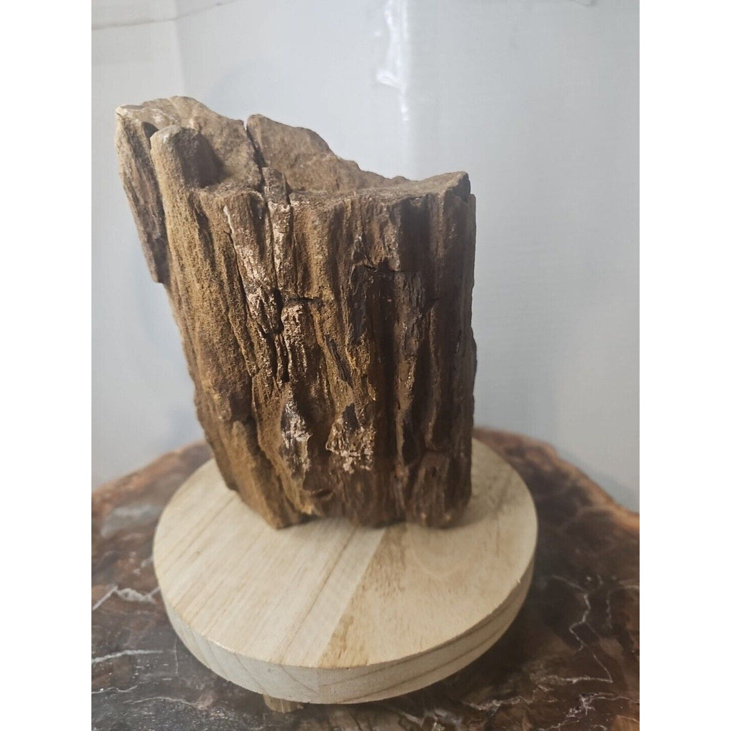 Texas Petrified Wood Raw Mineral Specimen with Stand — Grounding & Ancient Earth Energy | CrystalCloud Company