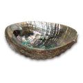 (3-4") Abalone Shell Burner | Burner | Wiccan Center