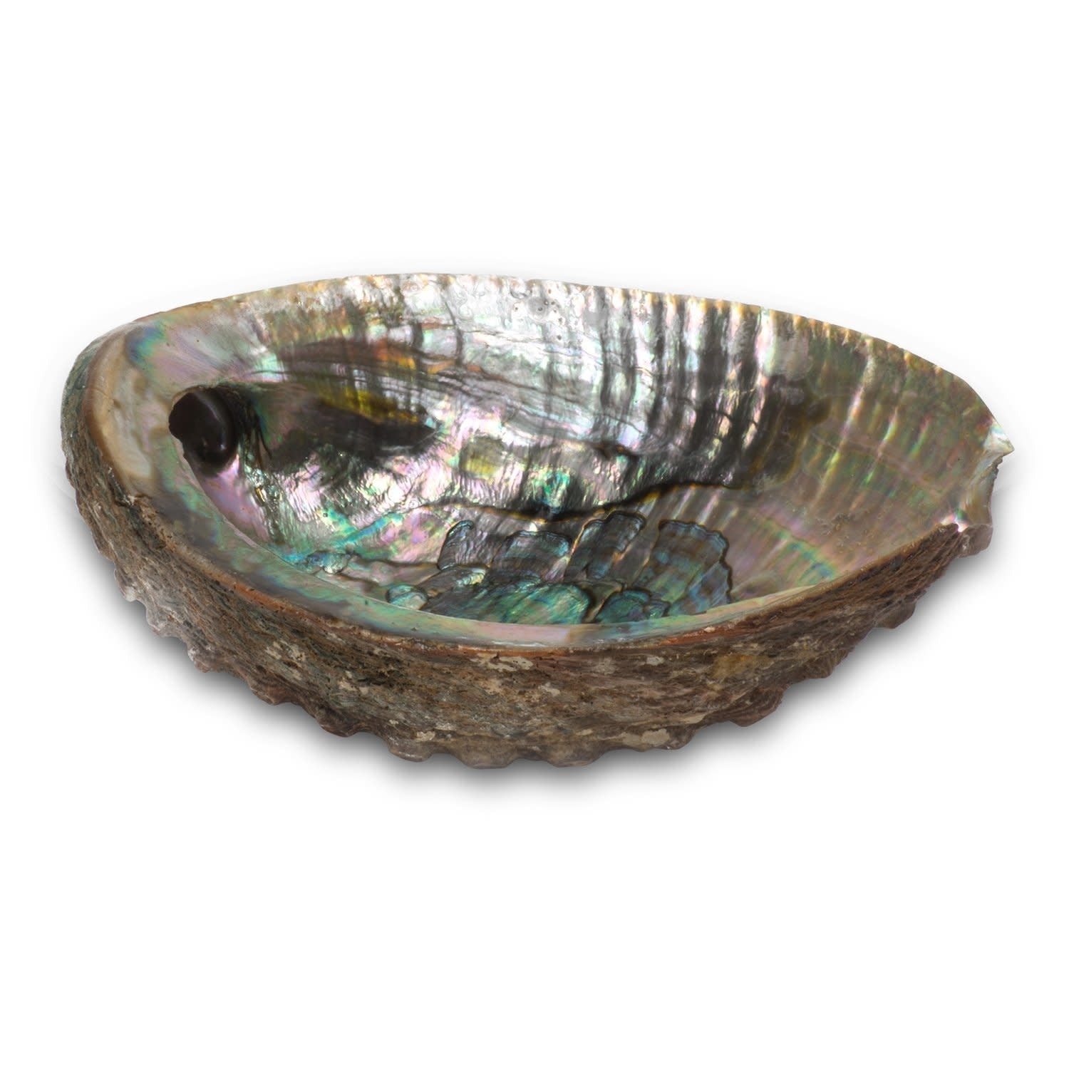 (3-4") Abalone Shell Burner | Burner | Wiccan Center