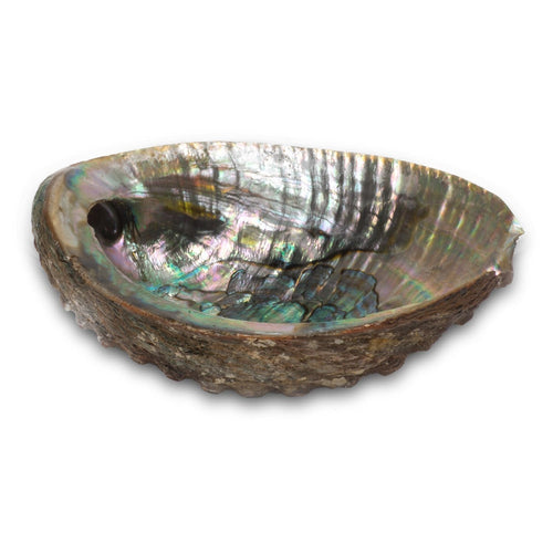(3-4") Abalone Shell Burner | Burner | Wiccan Center