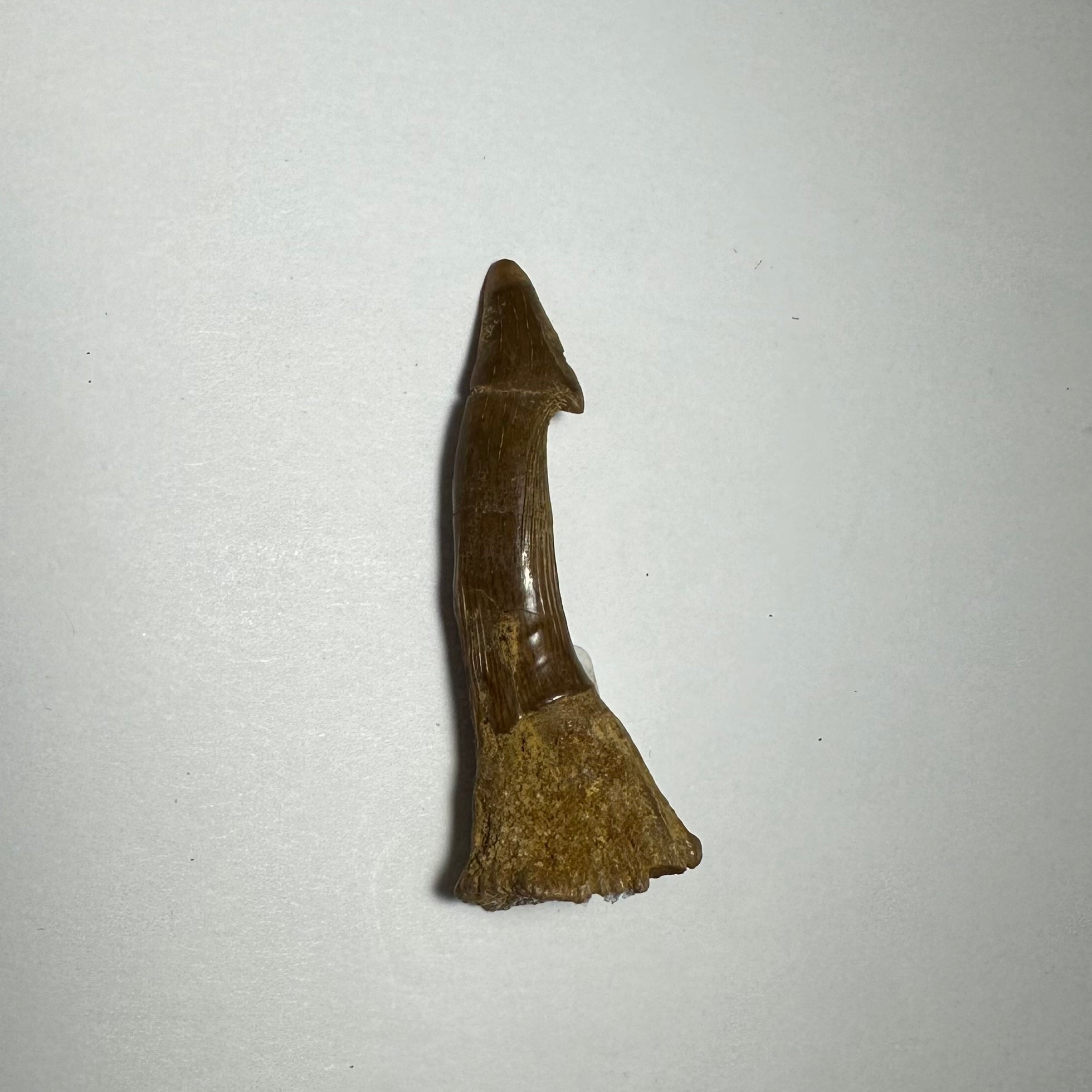 Onchopristis Barb/Tooth (MD) | Fossils | Wiccan Center