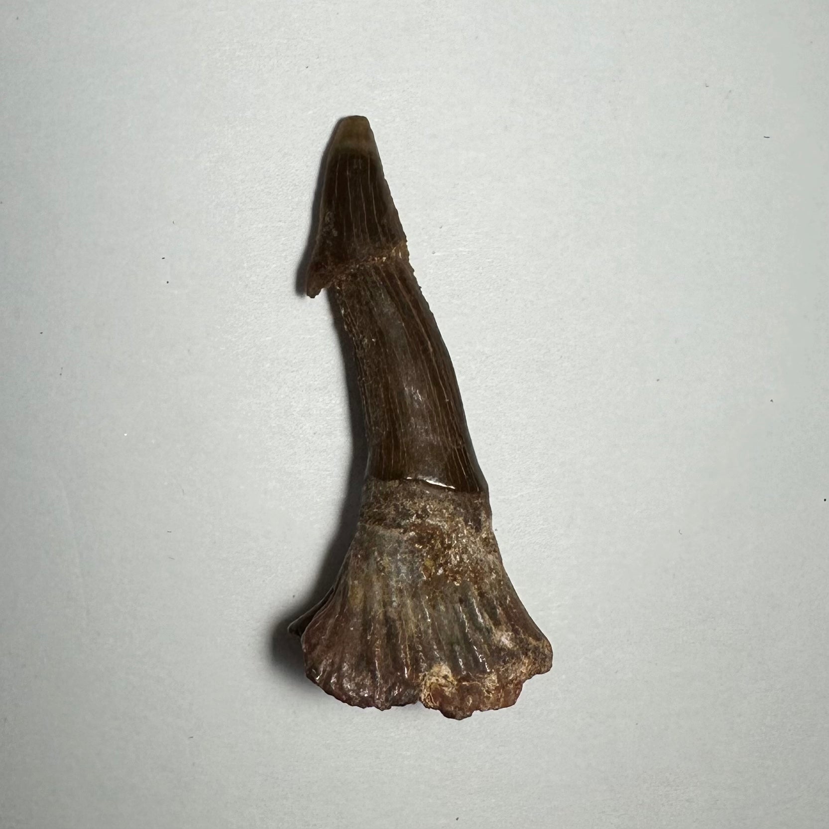 Onchopristis Barb/Tooth (MD) | Fossils | Wiccan Center