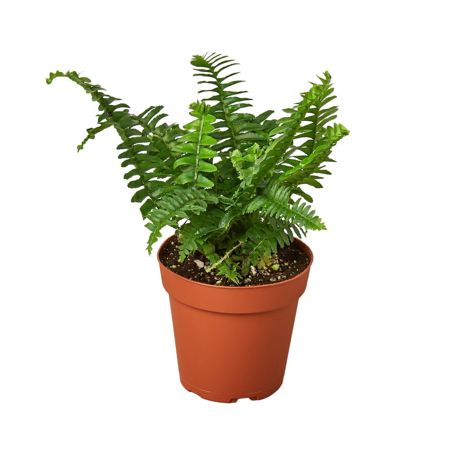 Jester's Crown Fern | Indoor Plants | Wiccan Center