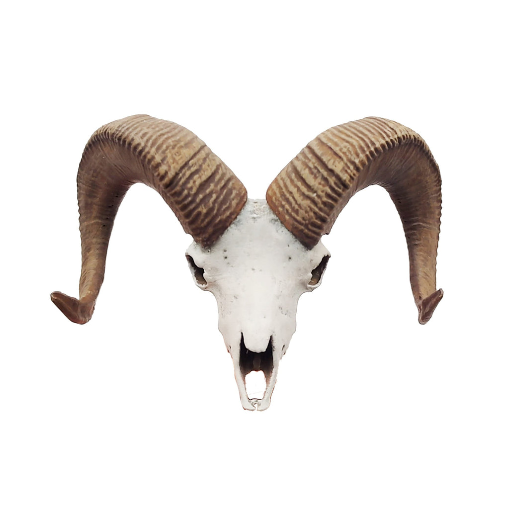 Big horn sheep skull replica (Field Bones #82: North America) 1:12 scale miniature cranium with horns for use with dioramas, action figures, dollhouses, horror. (1 skull) | Skull | Wiccan Center