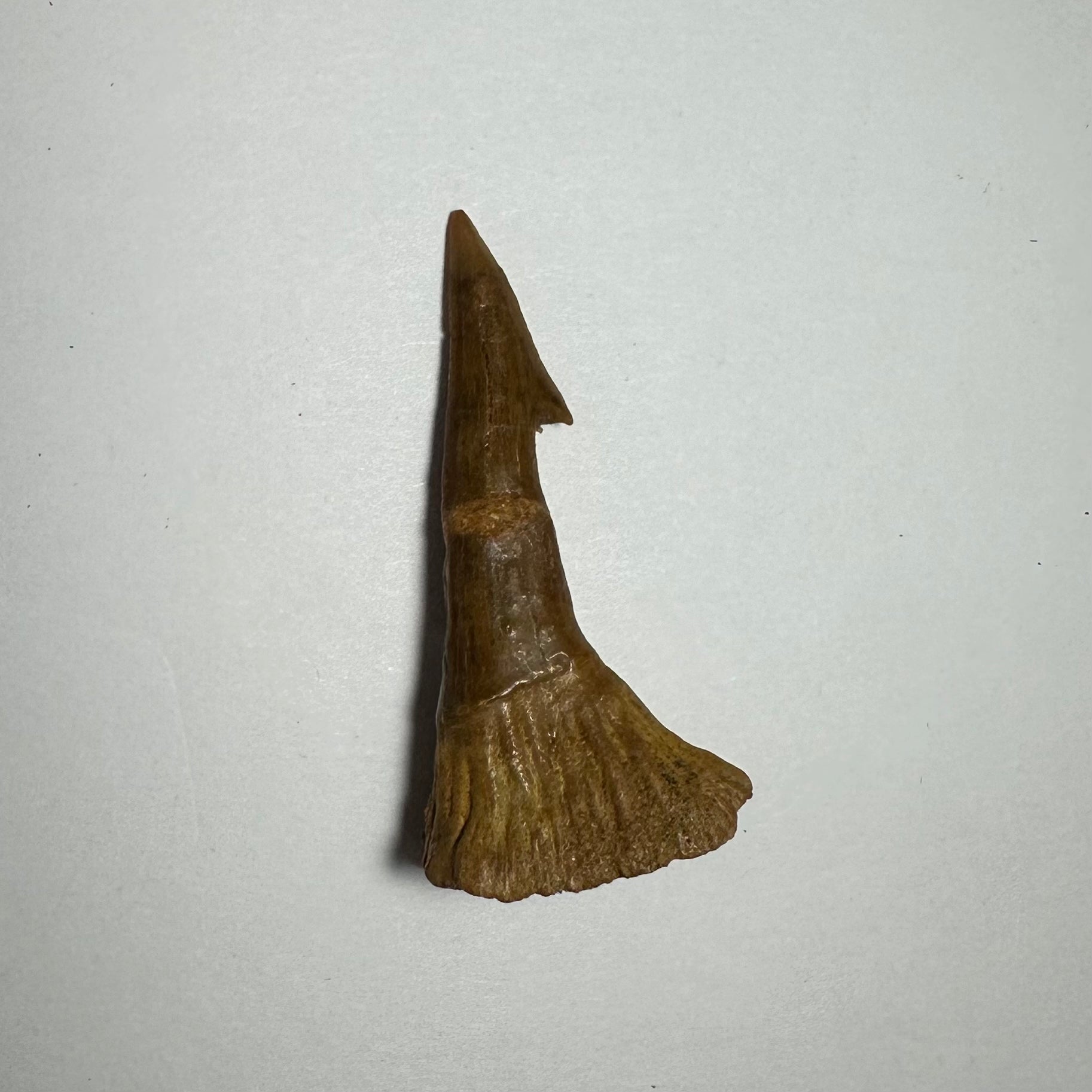 Onchopristis Barb/Tooth (MD) | Fossils | Wiccan Center