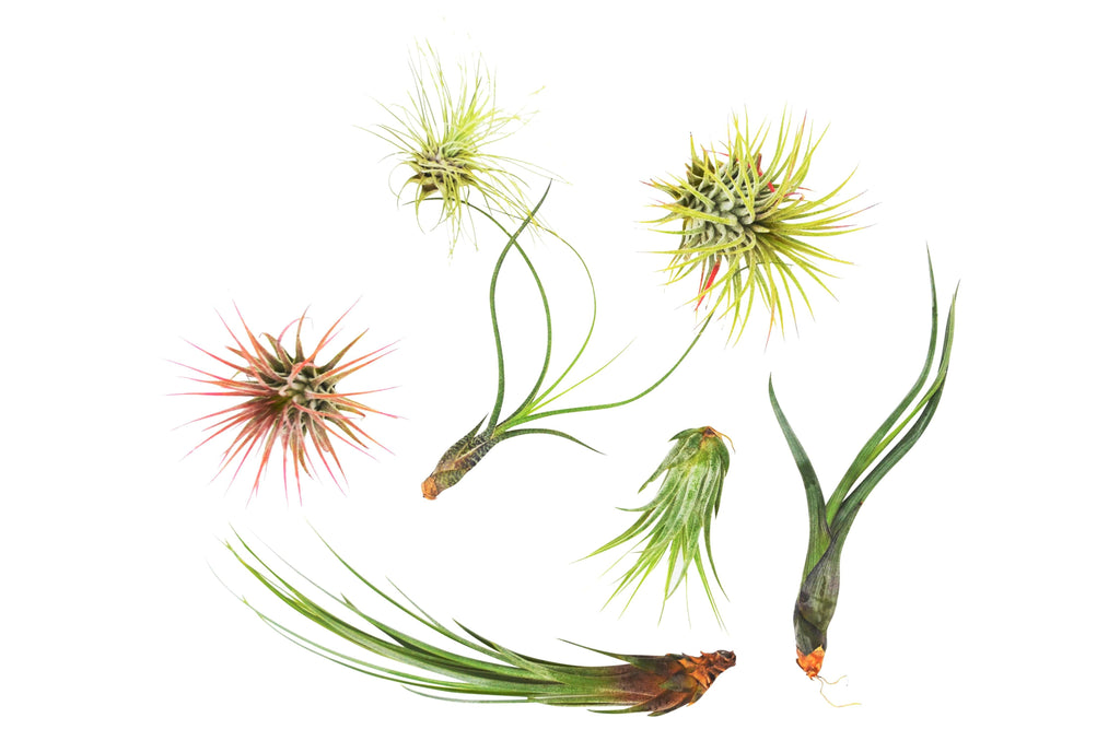 7 Air Plant Variety Pack - Tillandsias | Air Plants ($4 Ship/12oz) | Wiccan Center